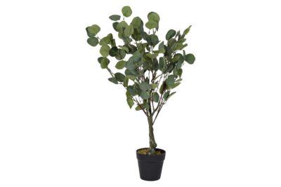 Planta pe 50x50x85 eucalipto verde