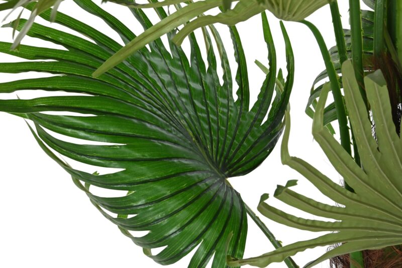 Planta pe 50x50x120 palmera fan verde