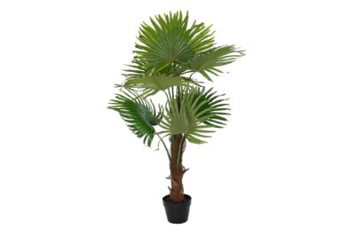 Planta pe 50x50x120 palmera fan verde